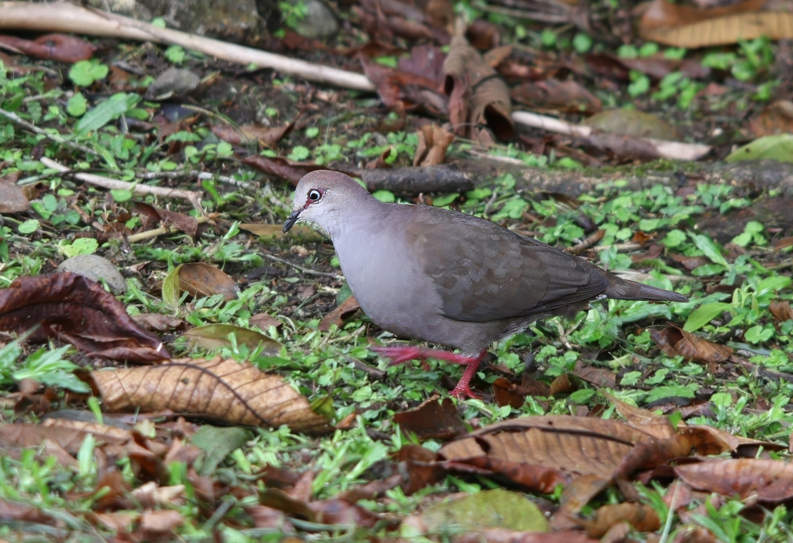 image Grey-chested Dove
